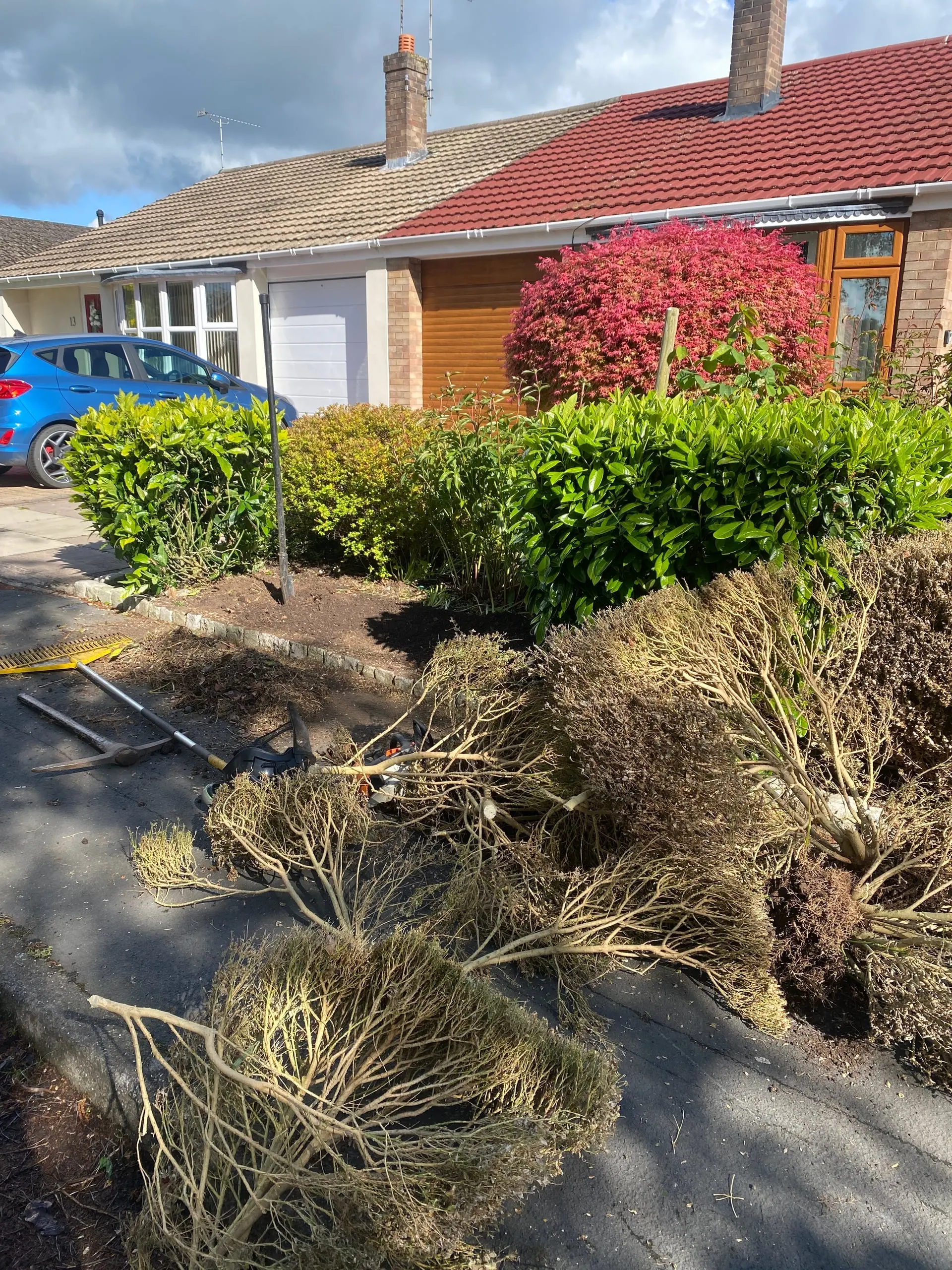 Removed box shrubs and exposed roots beside the cleared front border