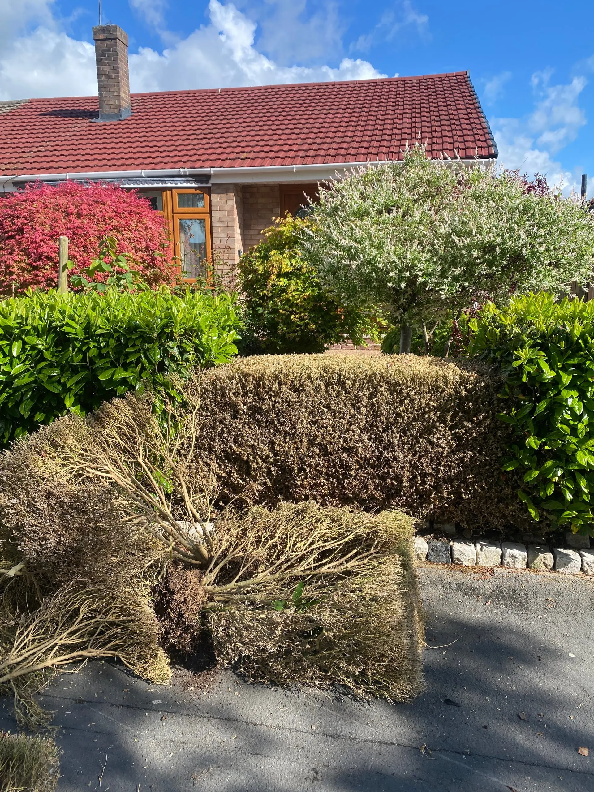 Removed box shrubs gathered beside the remaining laurel hedge