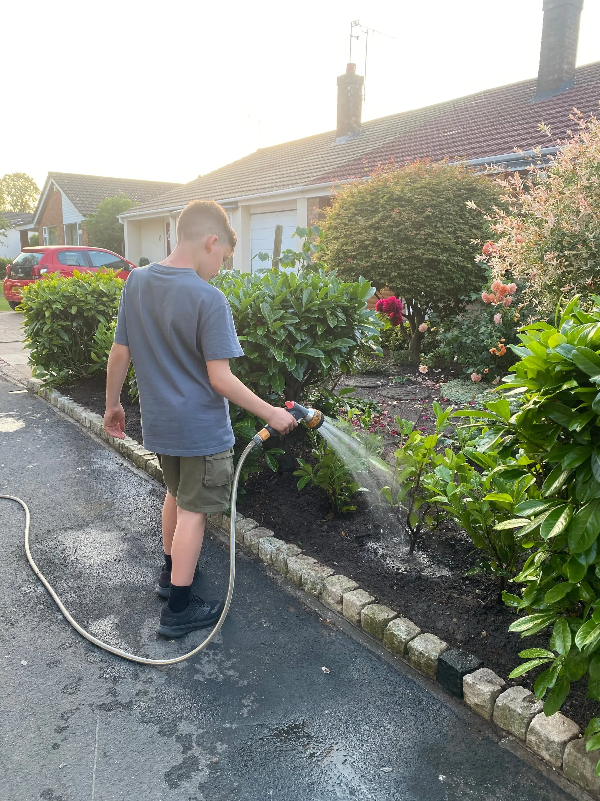 Newly planted young laurels being watered into prepared soil