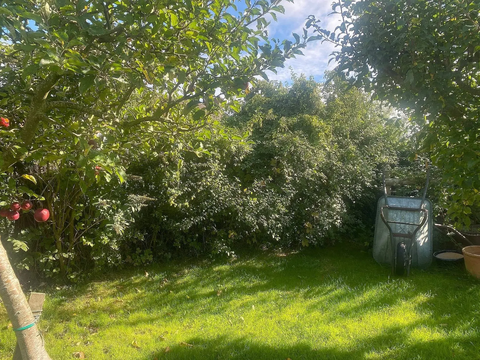 Trimmed hedge enclosing the lawn at the finished Audlem garden