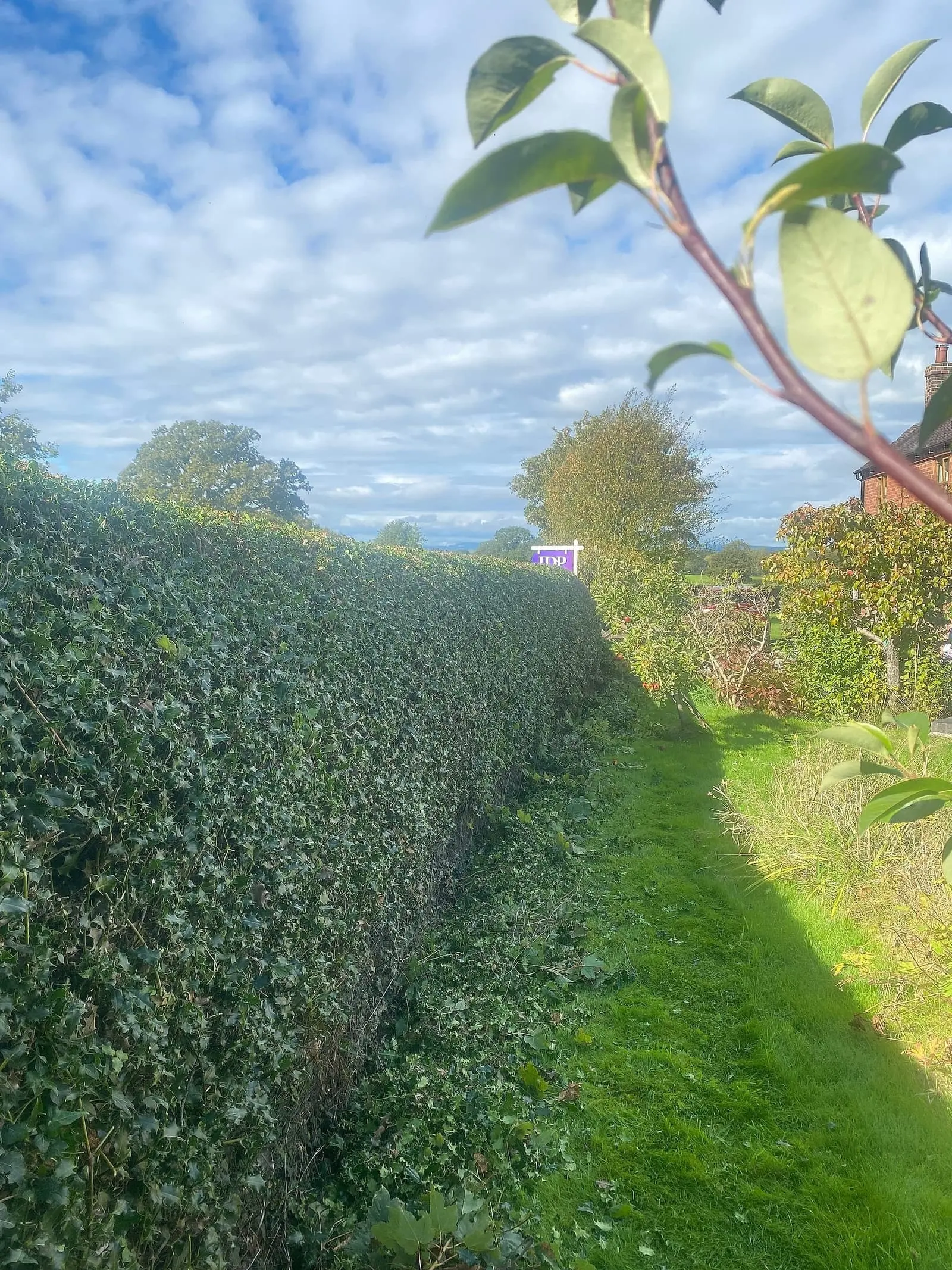 Neatly cut side of the mixed hedge beside the garden lawn