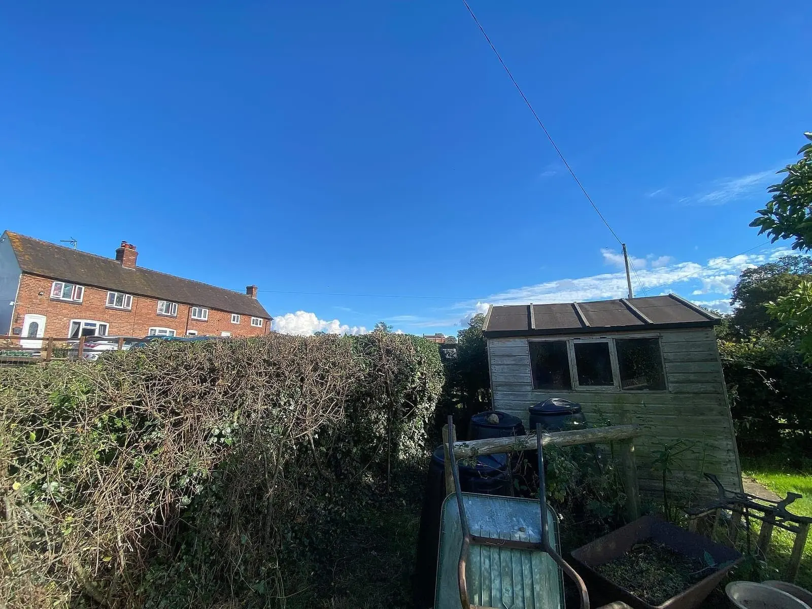 Reduced hedge beside the garden shed after the climbing growth was removed