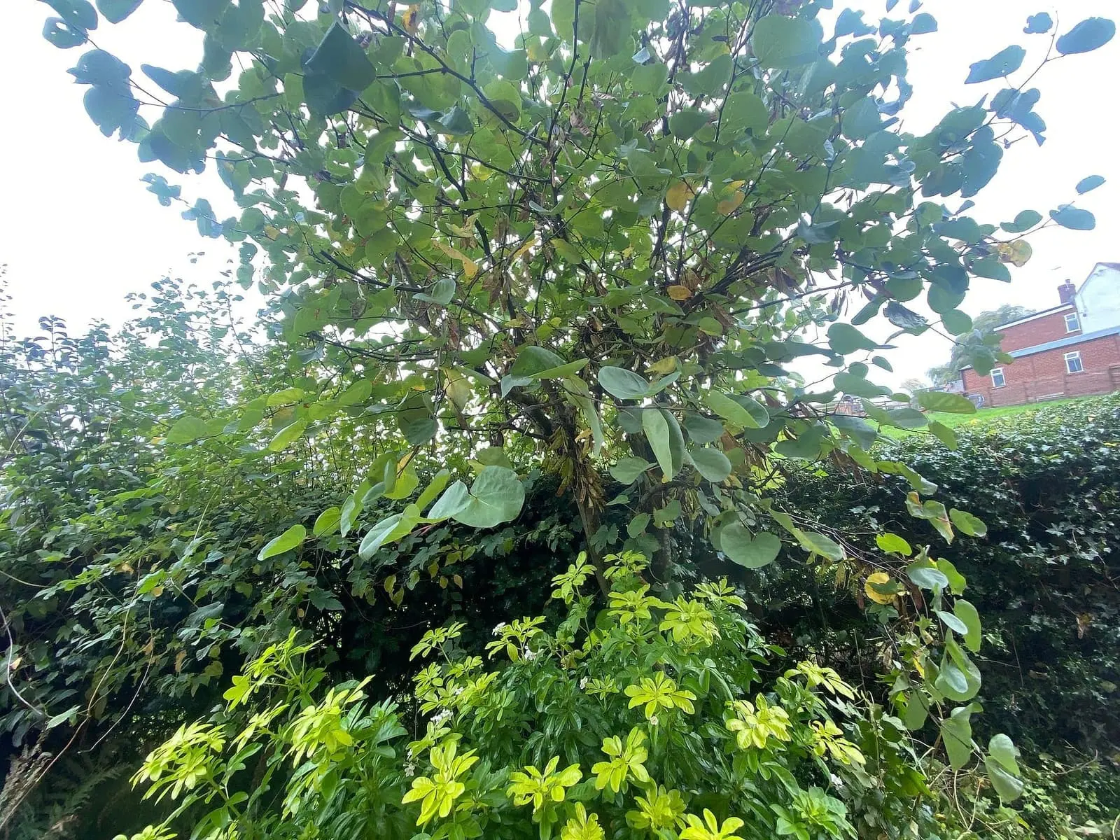 Dense climbing stems and foliage growing above the boundary hedge before clearance