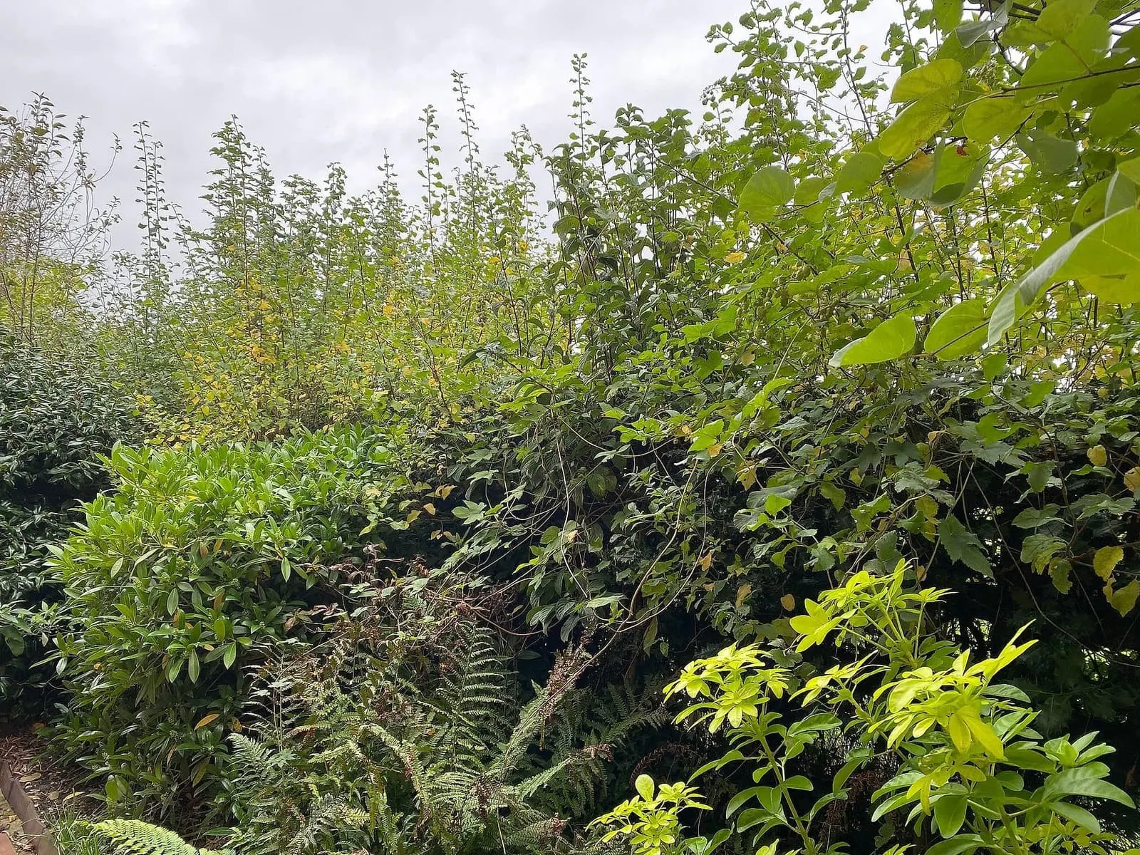 Tall climbing growth spreading through the mixed boundary hedge before work