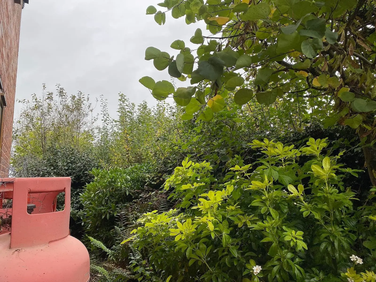 Overgrown climbing plants spreading along the hedge beside the house