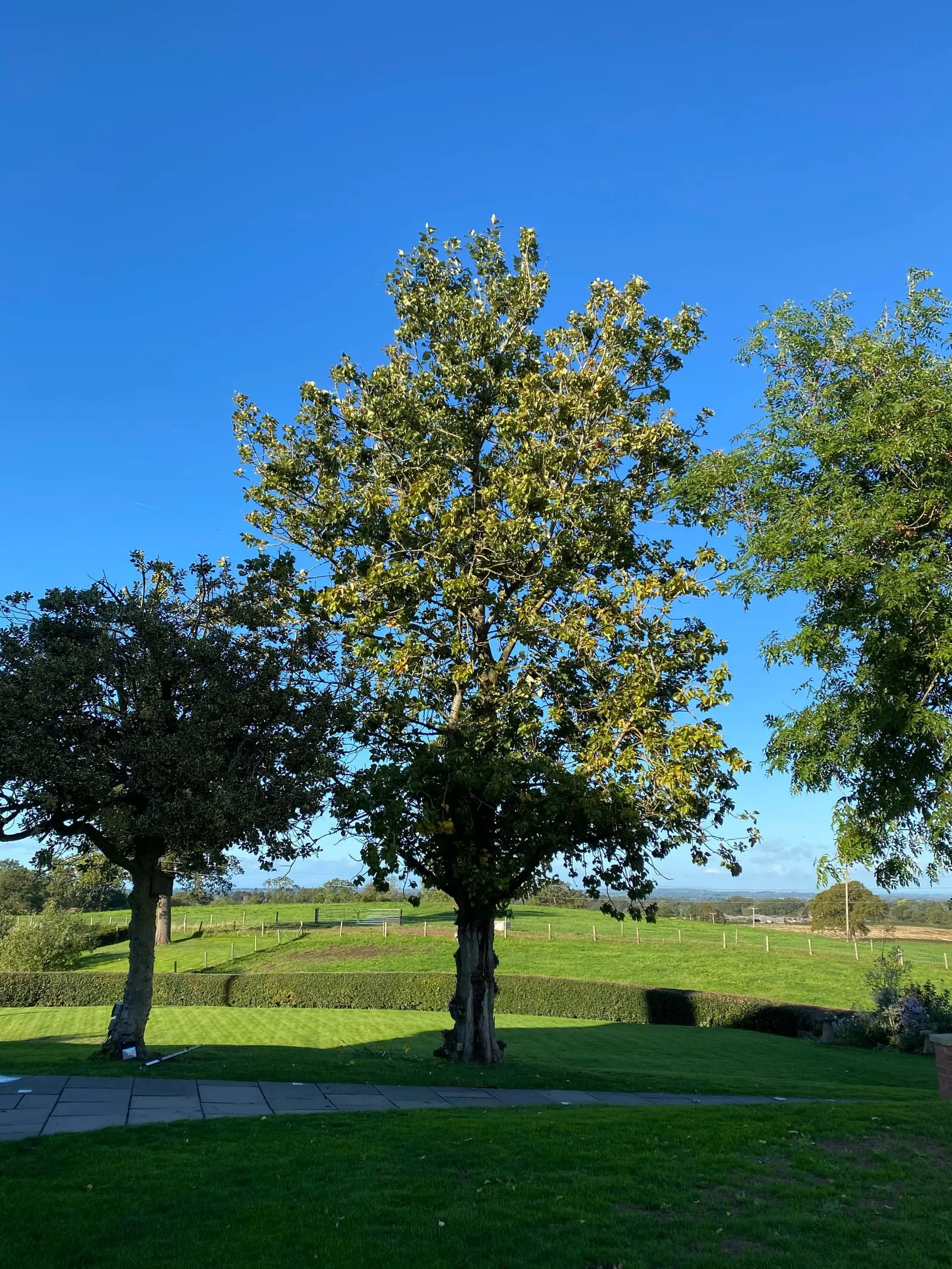 Ash crown before dead branches were removed in the Audlem garden