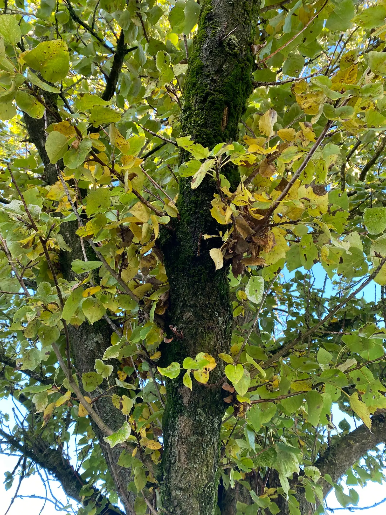Close view through the ash crown before deadwooding