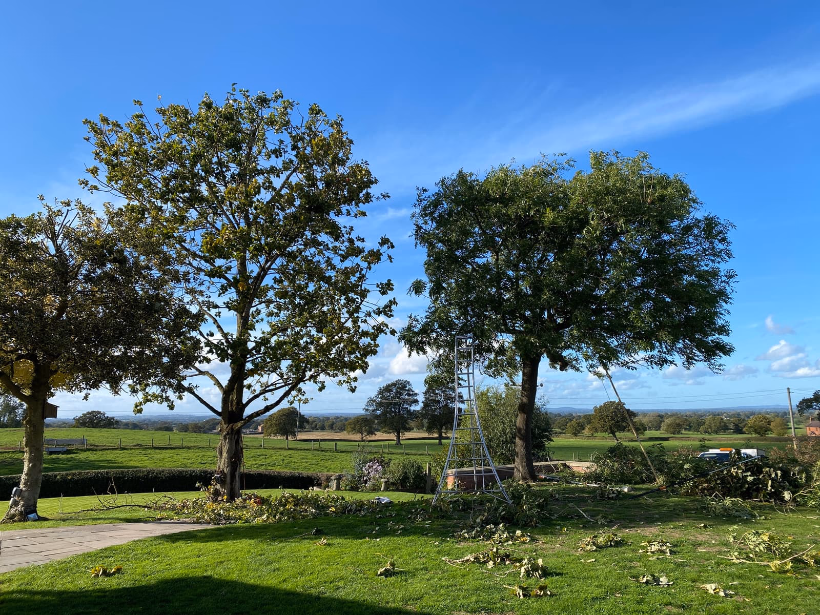 Ash and poplar after deadwooding and reshaping in an Audlem garden