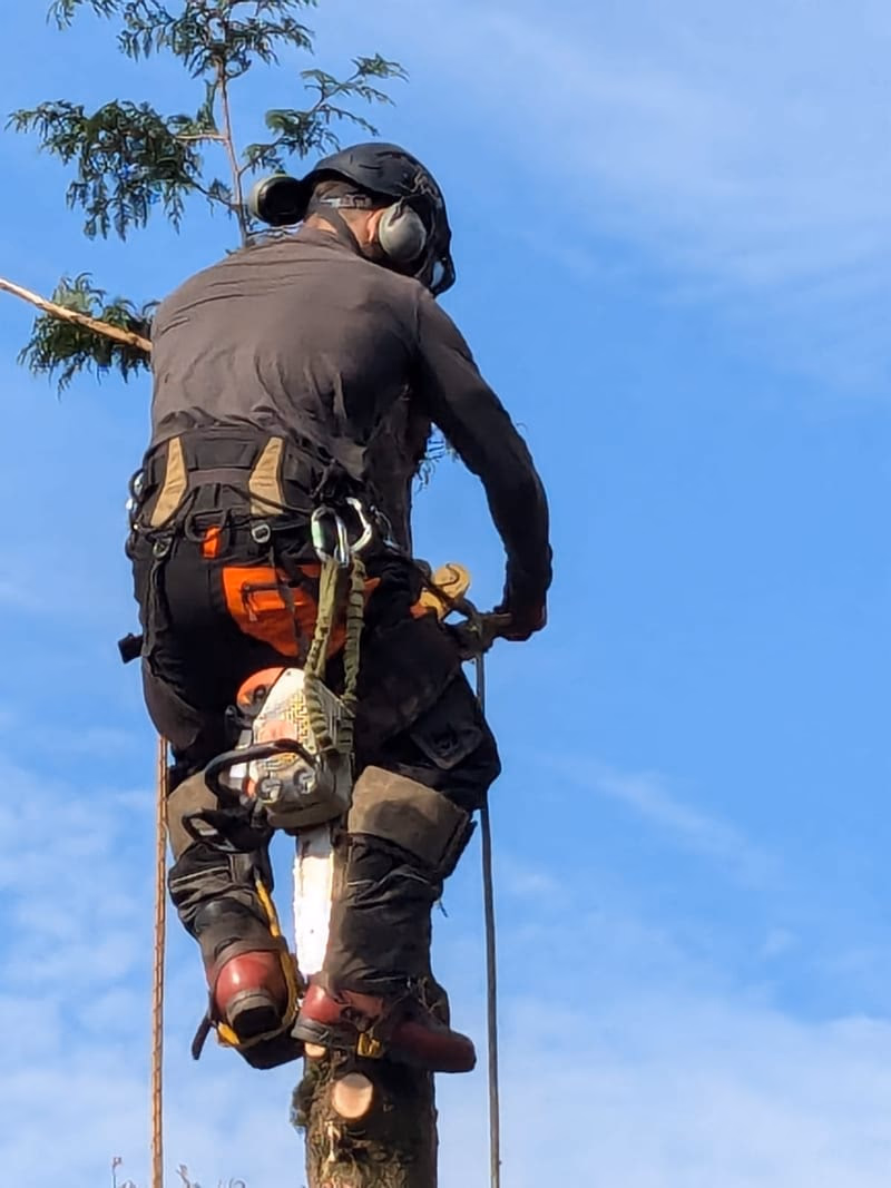 Adam working from ropes in the crown of a garden tree