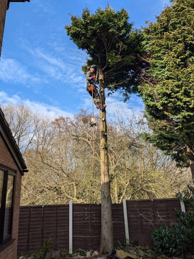 Adam working from ropes while reducing a tree in a Cheshire garden