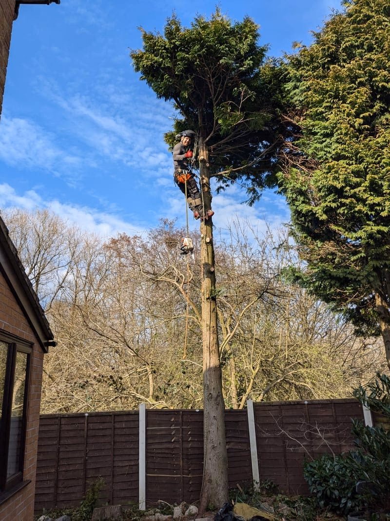 Tree pruning work in progress in a garden