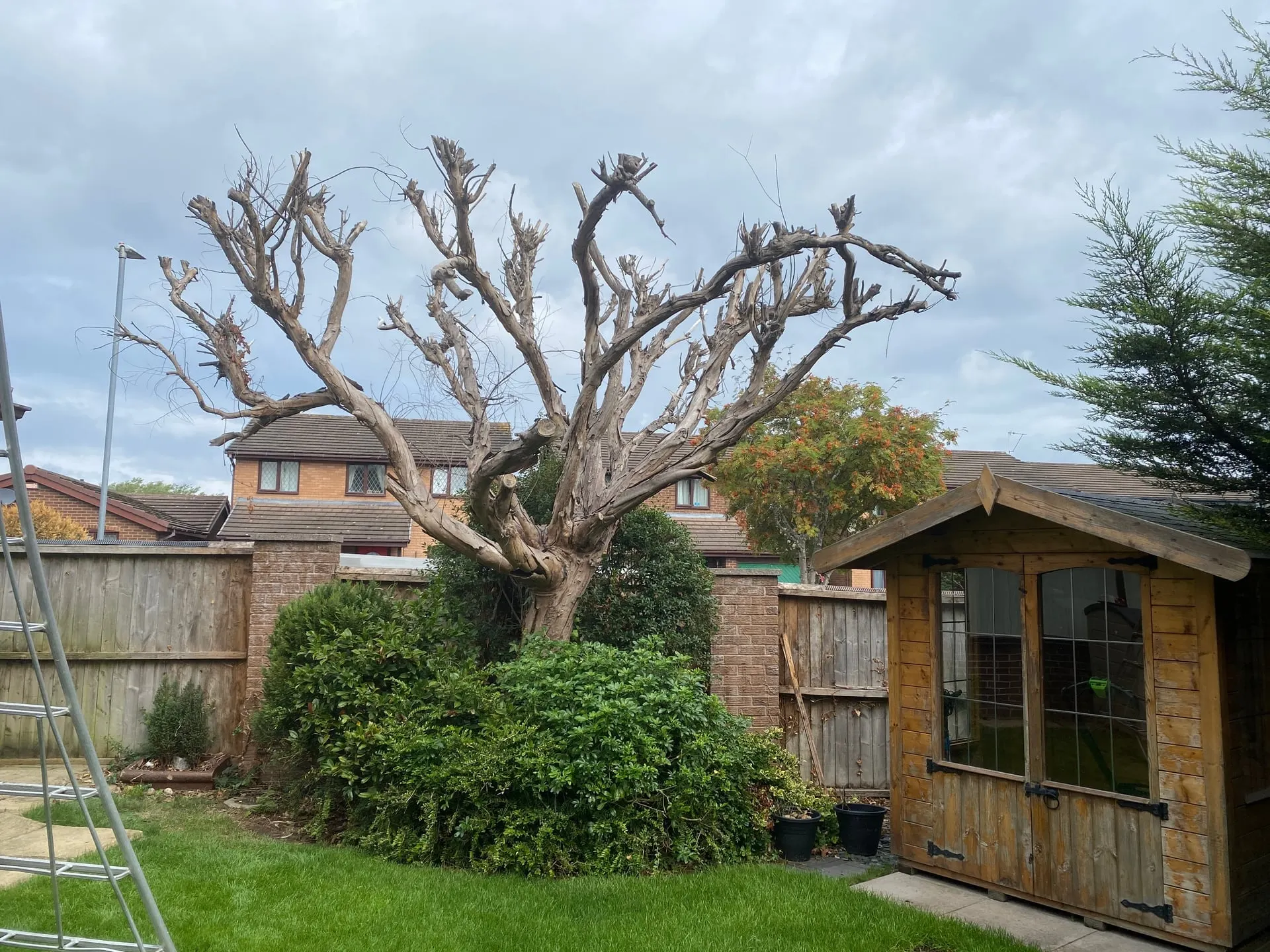 Dead pollarded eucalyptus standing beside a garden shed and shrubs in Leighton
