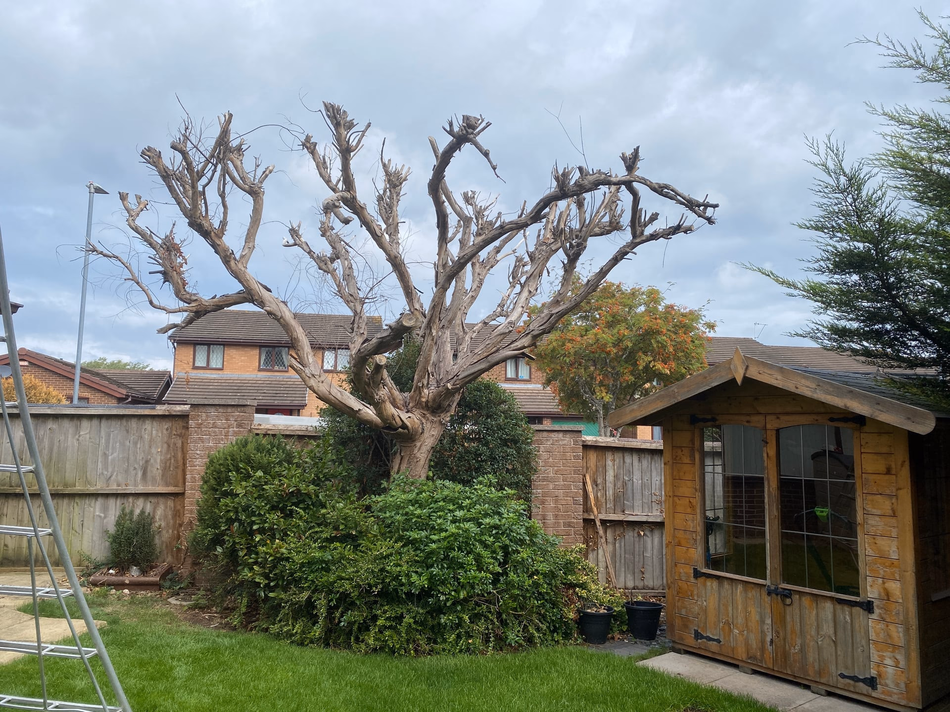 Dead eucalyptus tree beside a shed in a Leighton garden before removal
