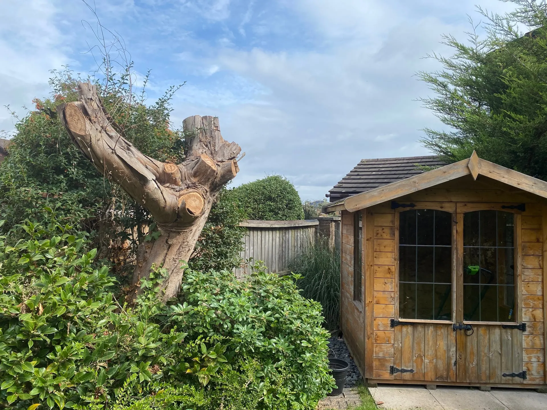 Dead eucalyptus reduced to its main trunk during a controlled dismantle