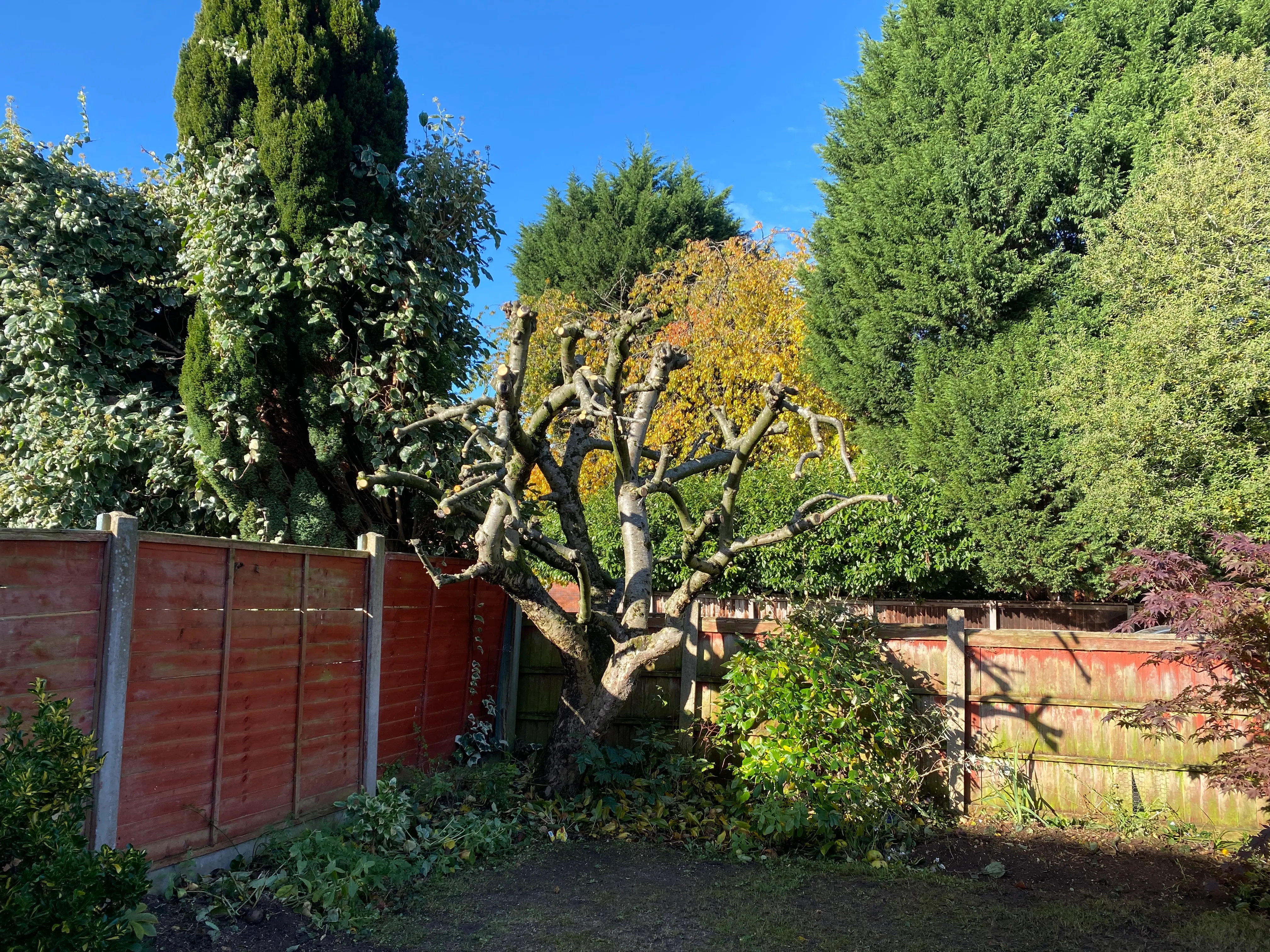 Fruit tree after pollarding beside the cleared garden boundary