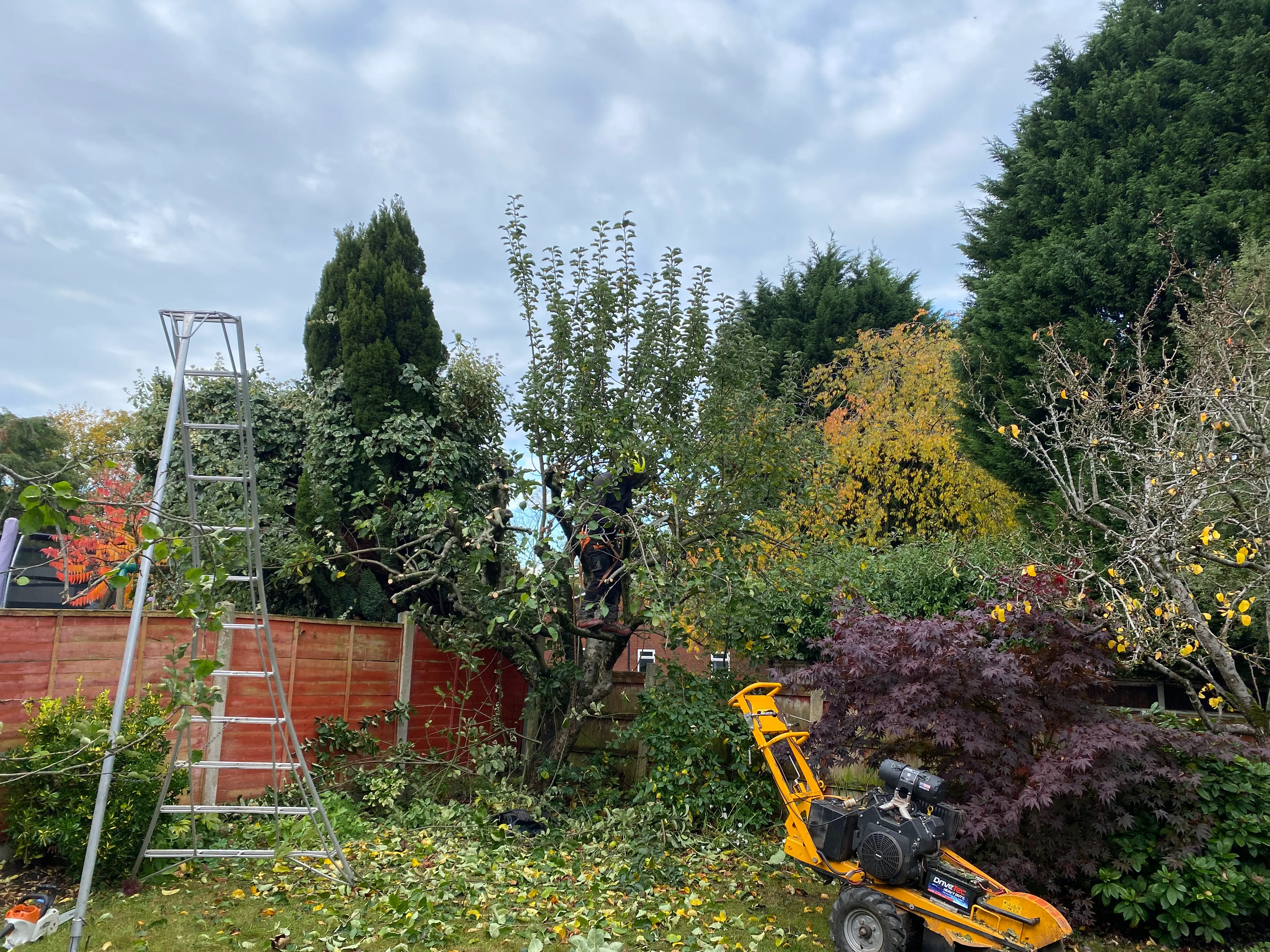 Fruit tree being pollarded beside the garden boundary in Shavington