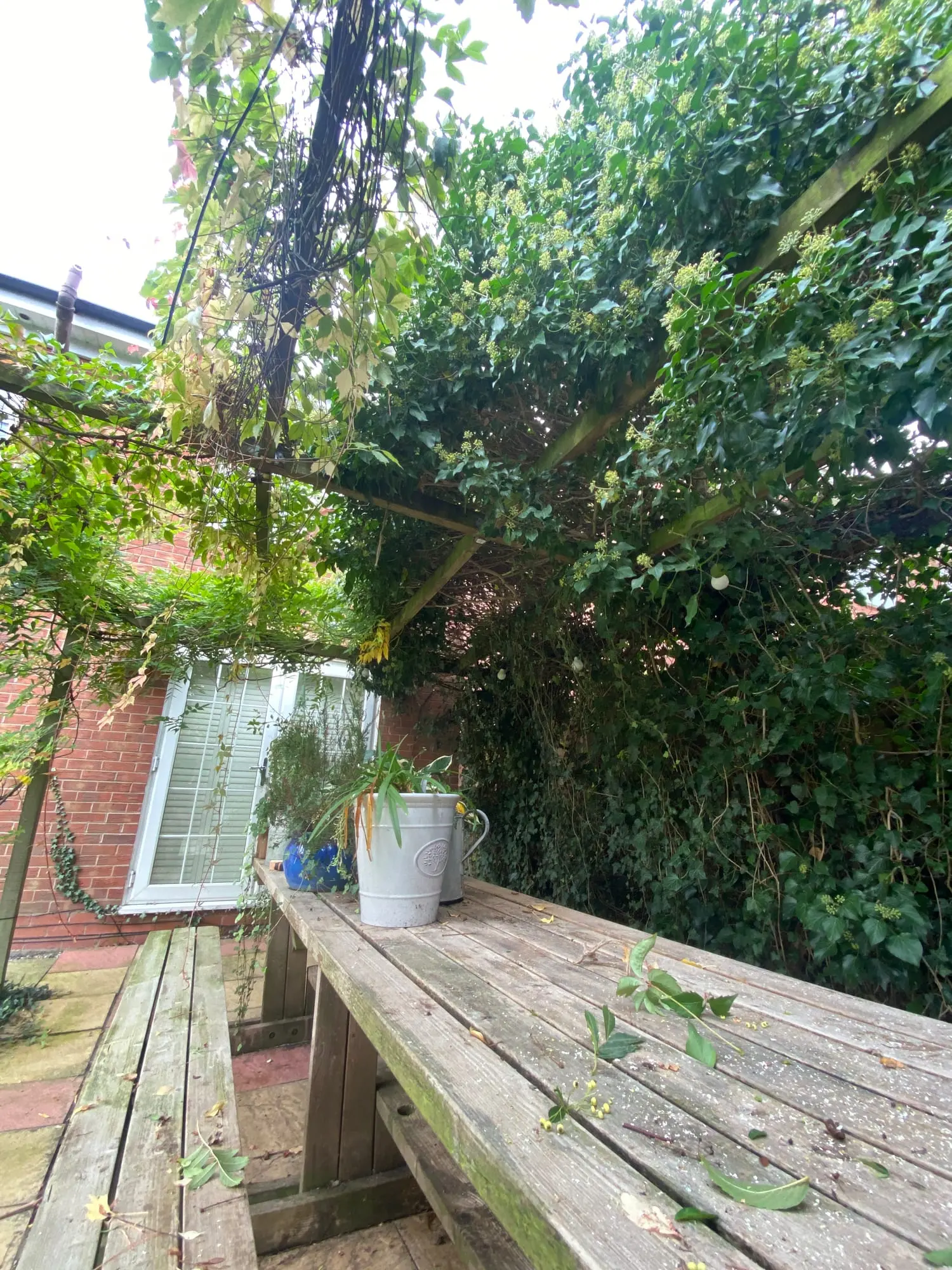 Dense ivy growing through the timber pergola before clearance