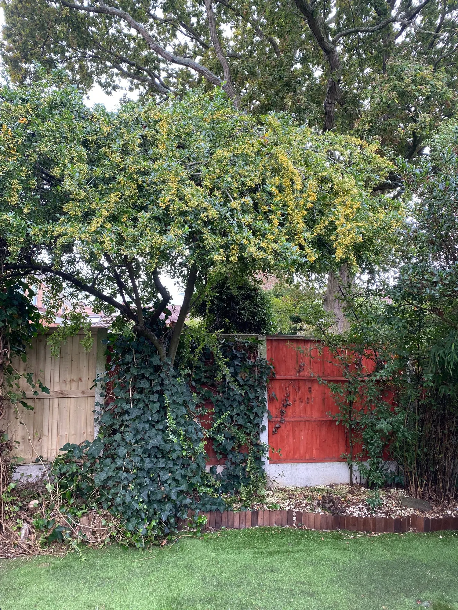 Reshaped pyracantha with ivy cleared from the lower trunk and boundary