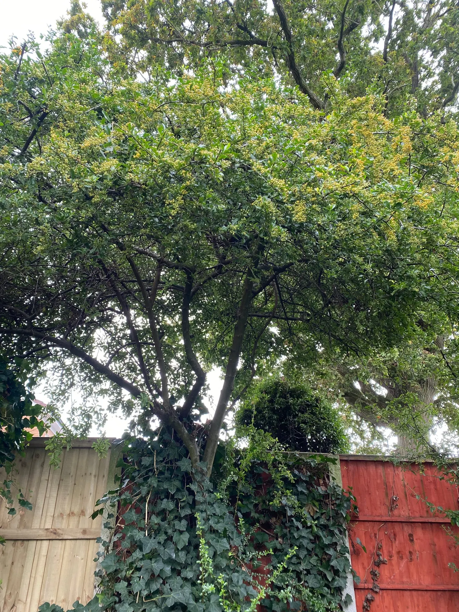 Pyracantha canopy after shaping in the Wistaston garden