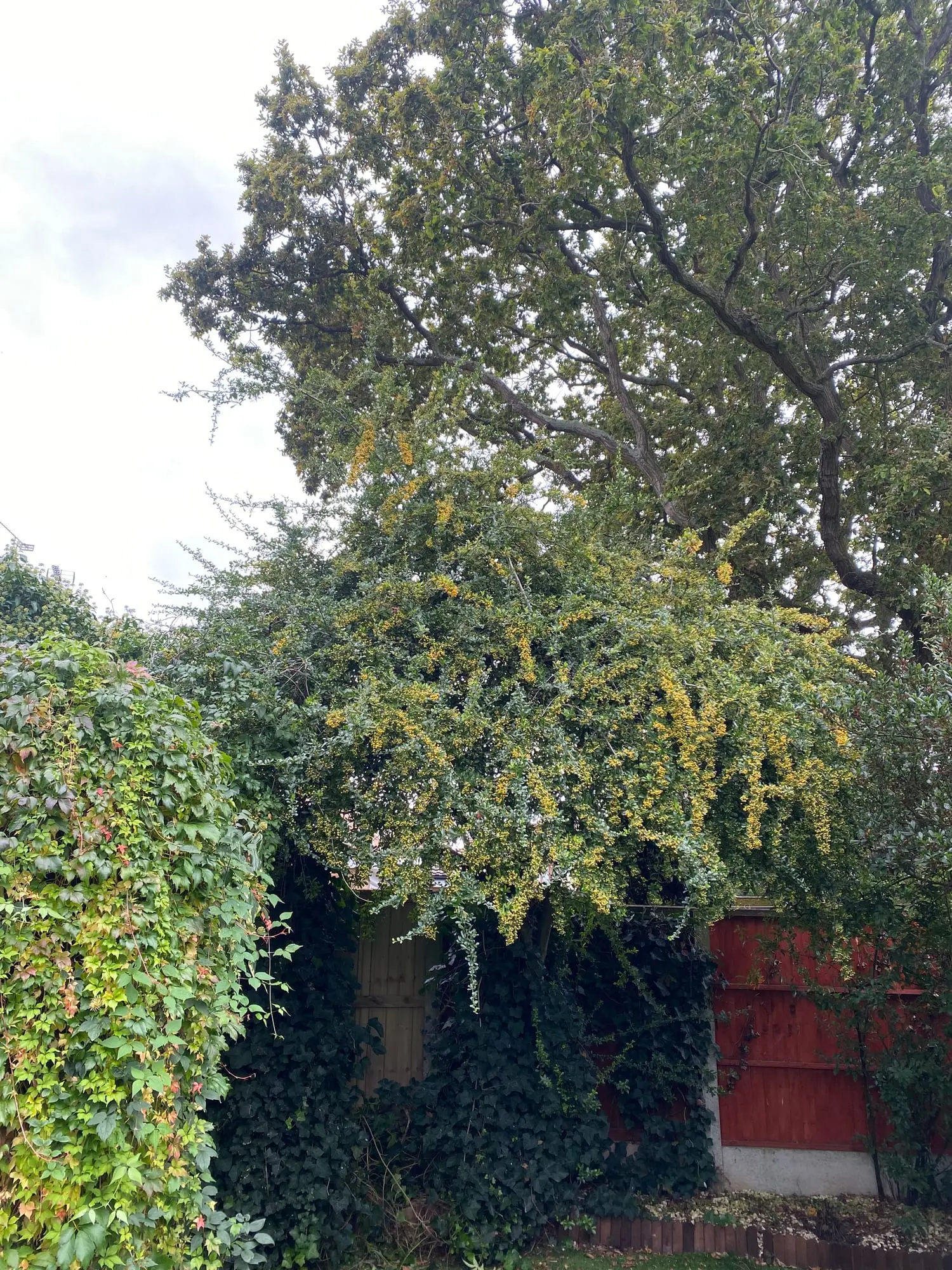 Overgrown pyracantha and ivy-covered planting at the garden boundary