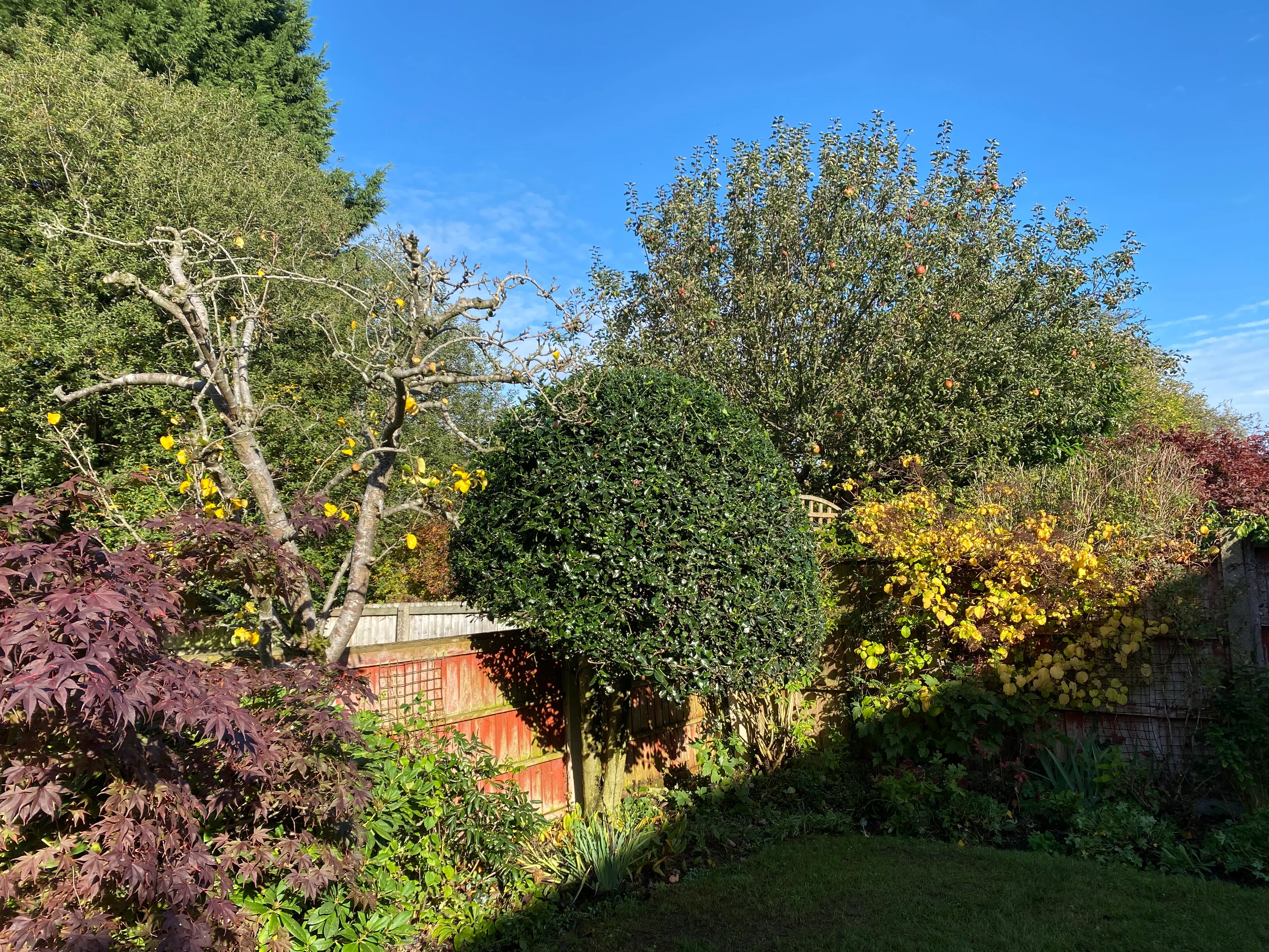 Shavington garden after the holly was shaped and the fruit tree pollarded