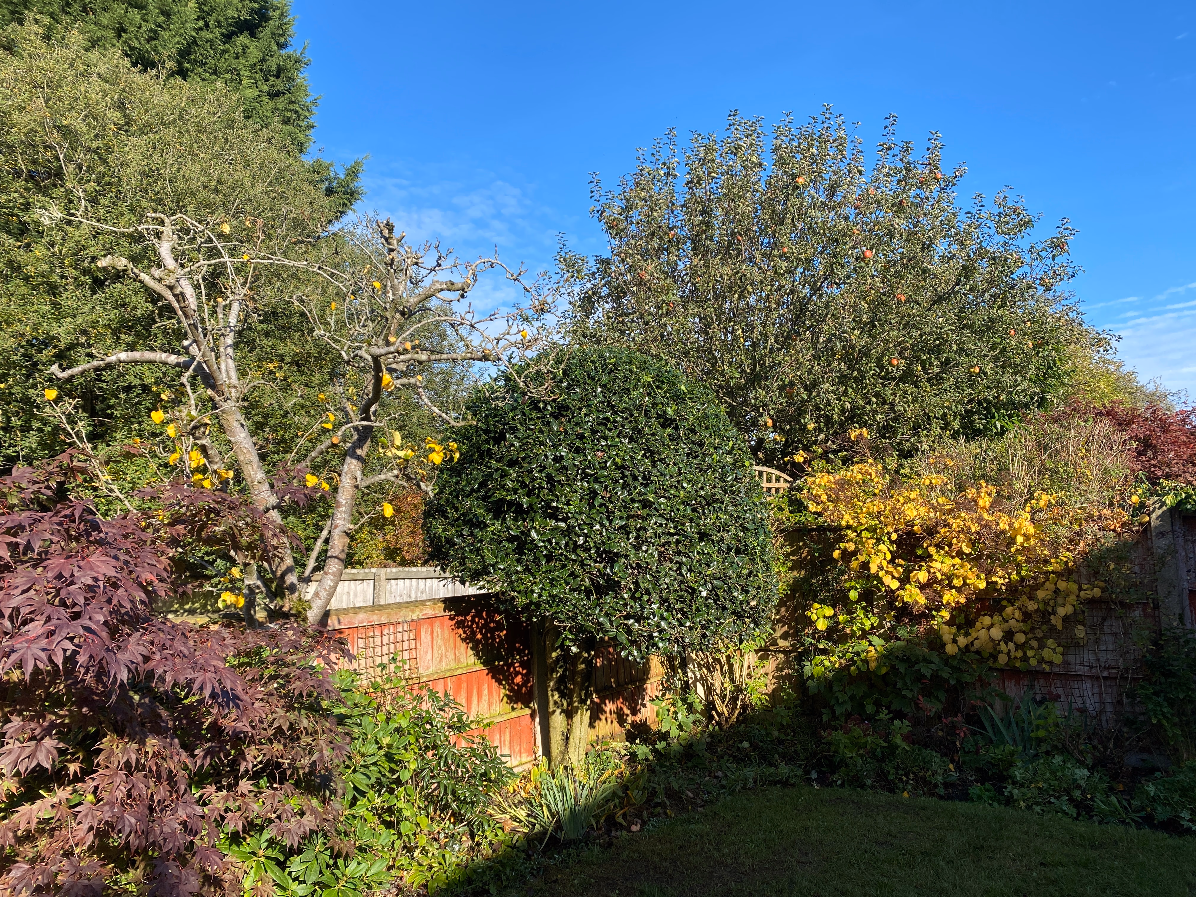 Established Shavington garden after hedge, holly and fruit tree maintenance