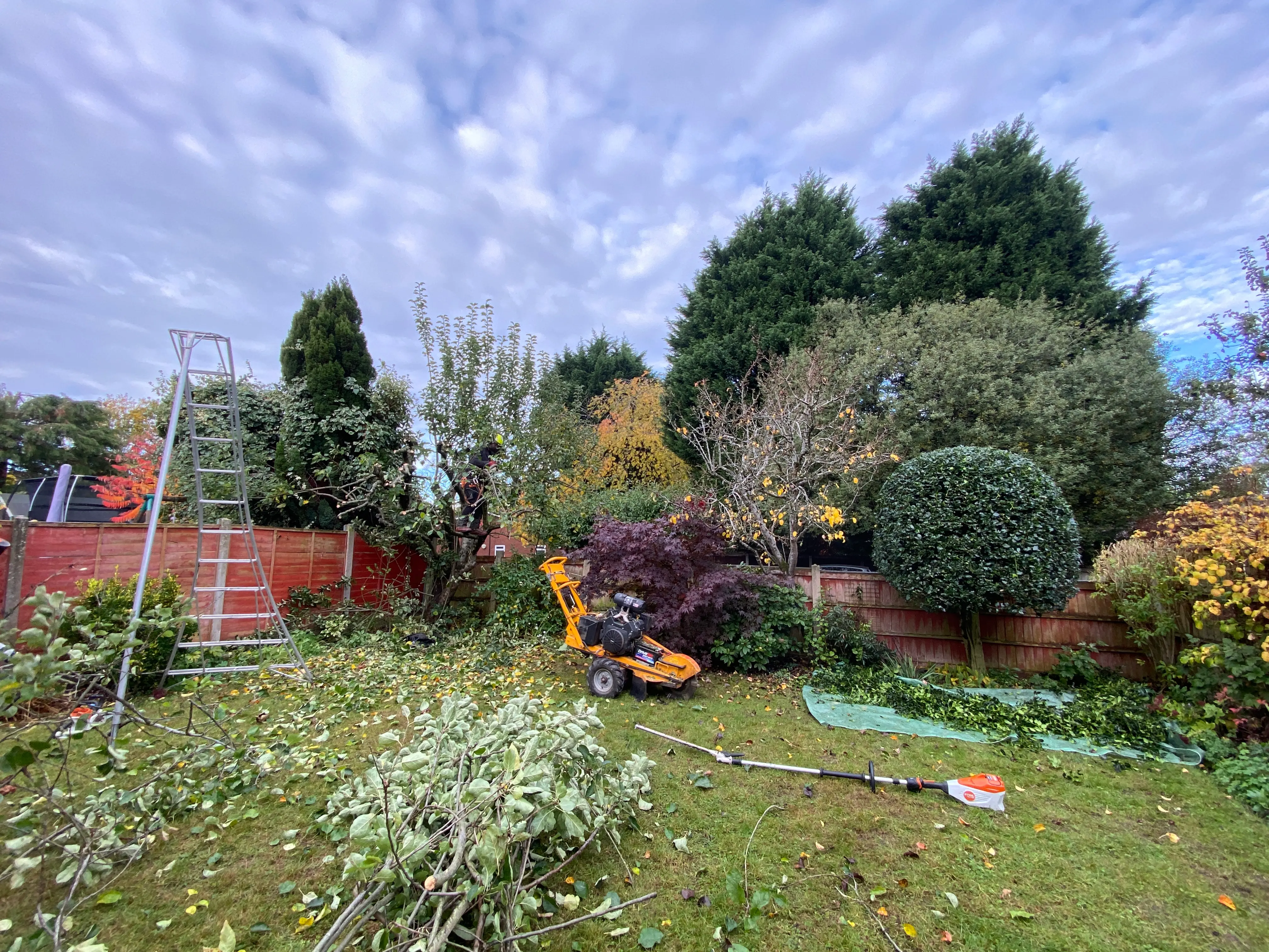 Wide view of hedge cutting, holly shaping and tree work in progress in the Shavington garden
