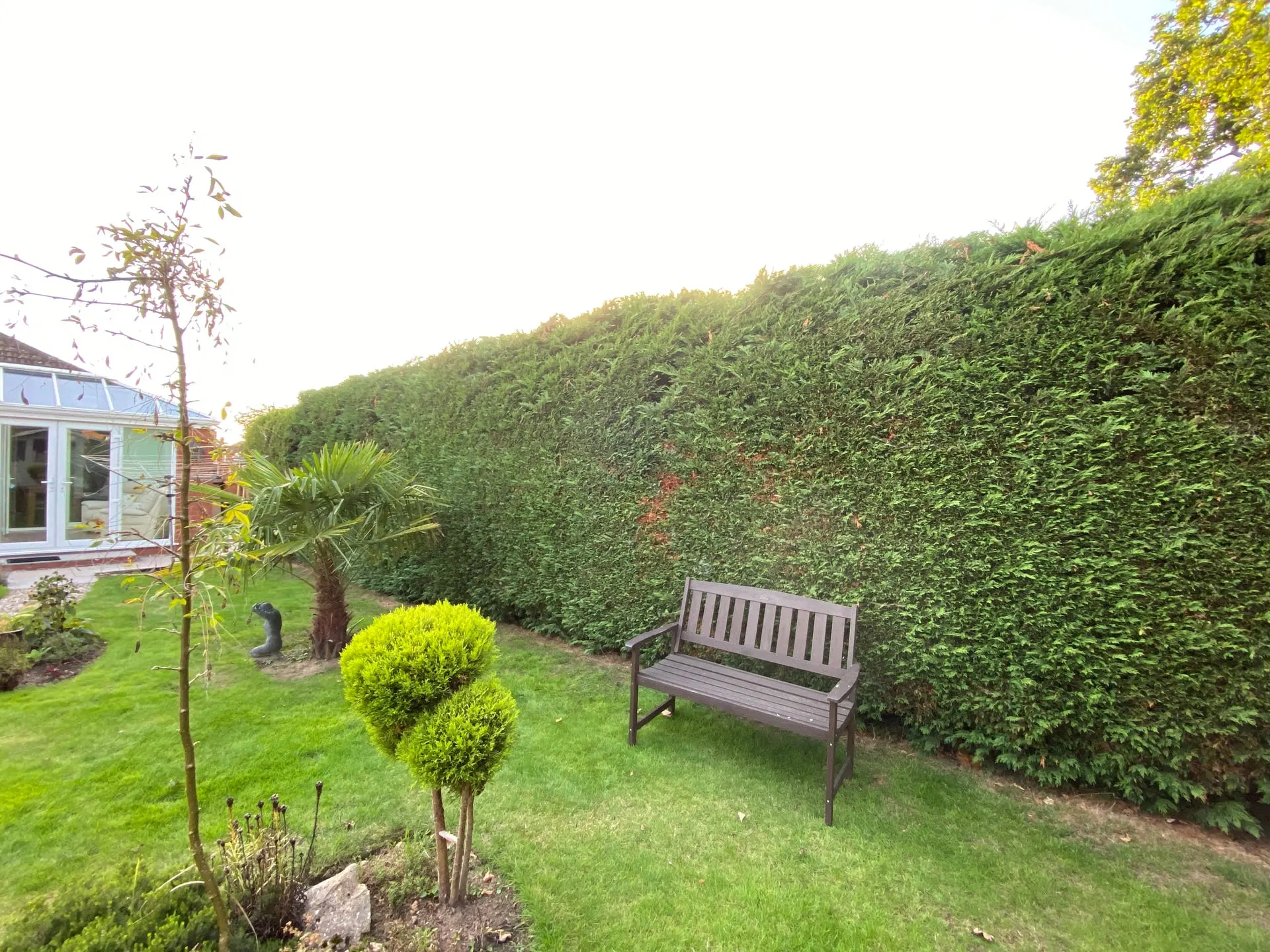 Tall conifer hedge filling the garden boundary before removal