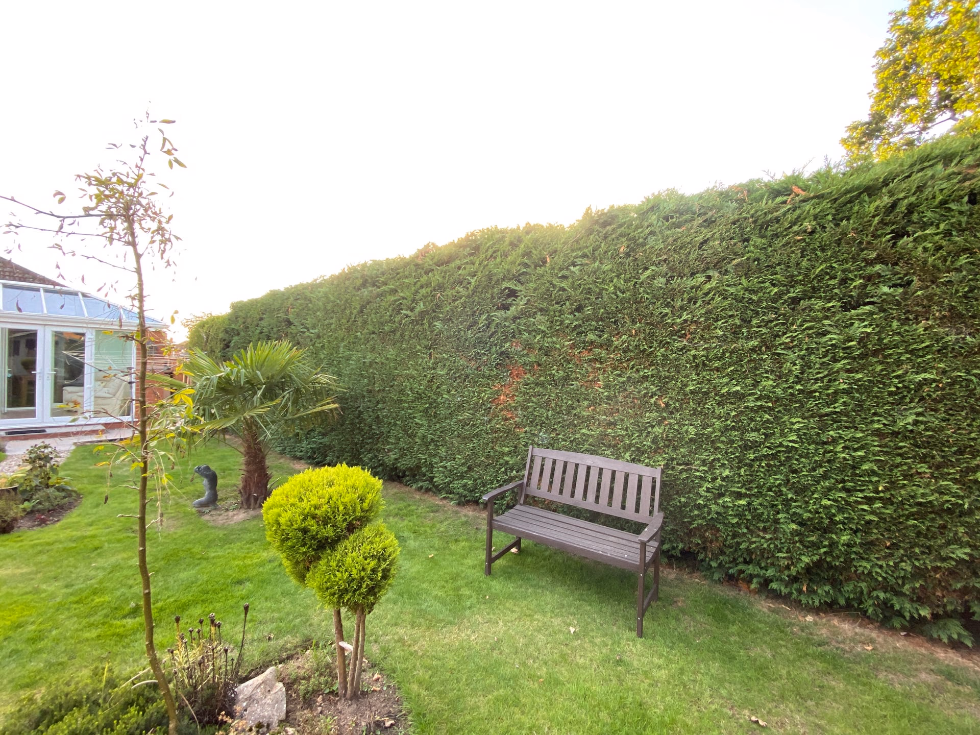 Established garden hedge before removal work