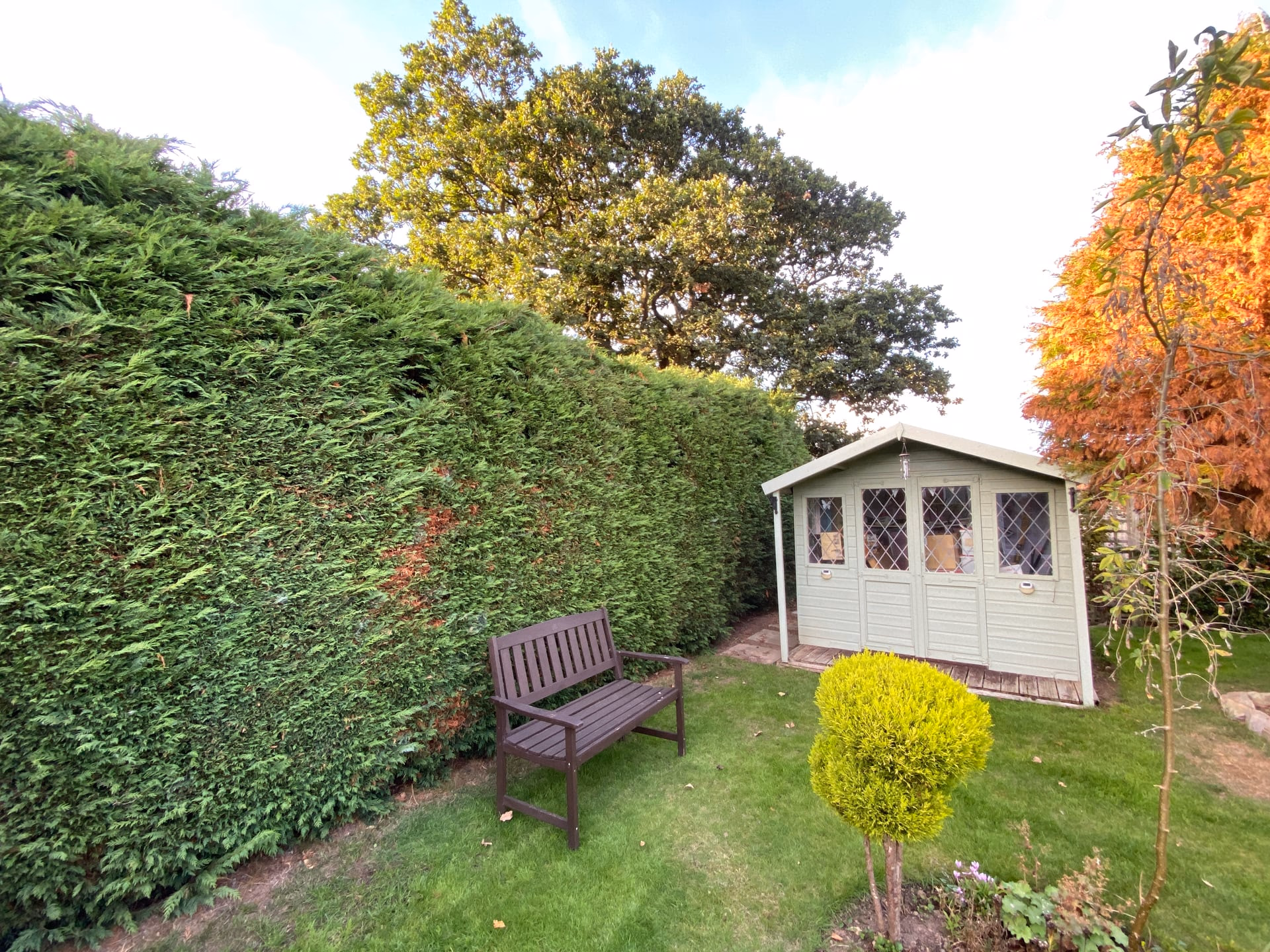 Tall conifer hedge along a residential garden boundary before removal