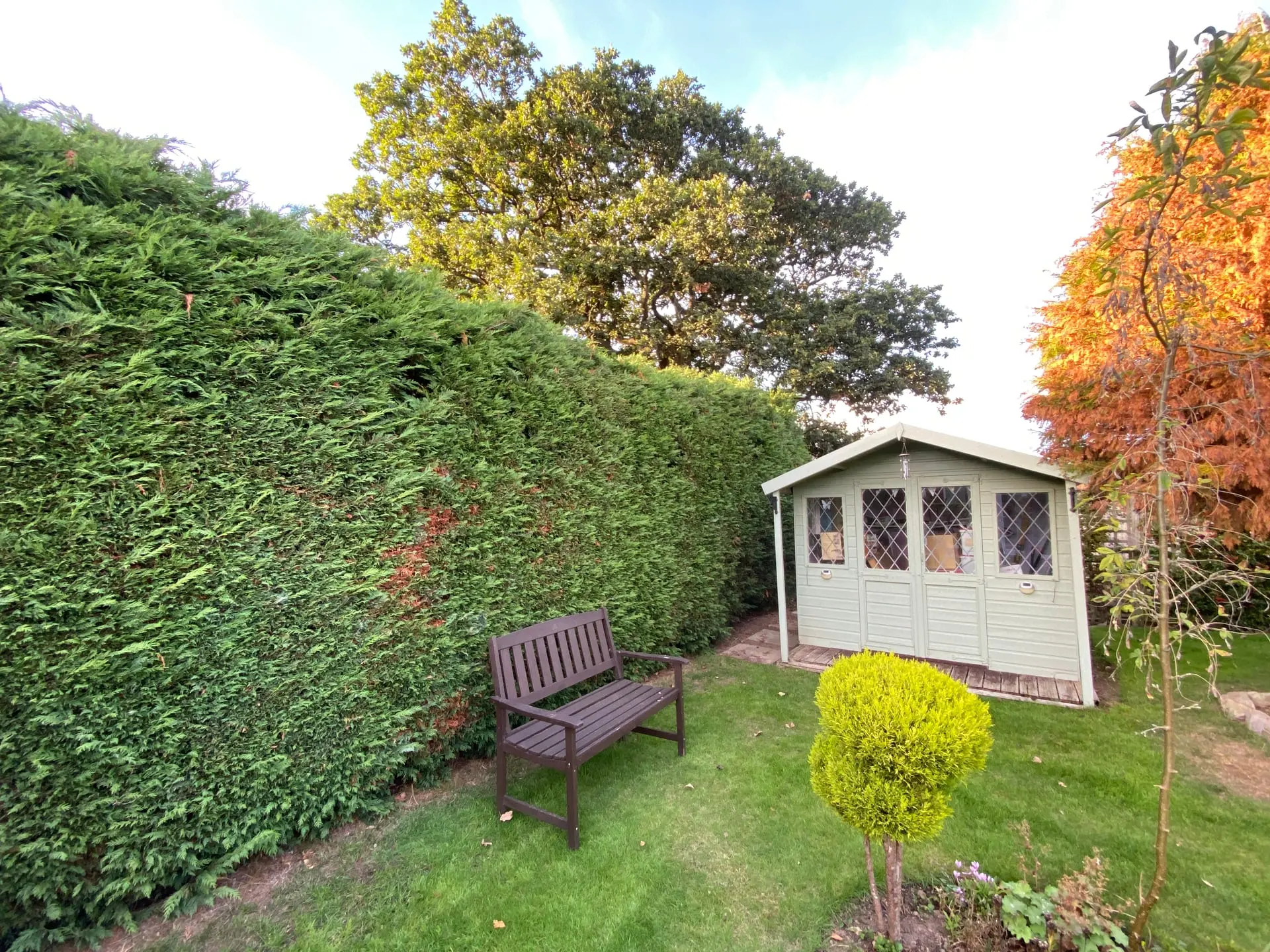Tall conifer hedge running beside a garden shed before removal