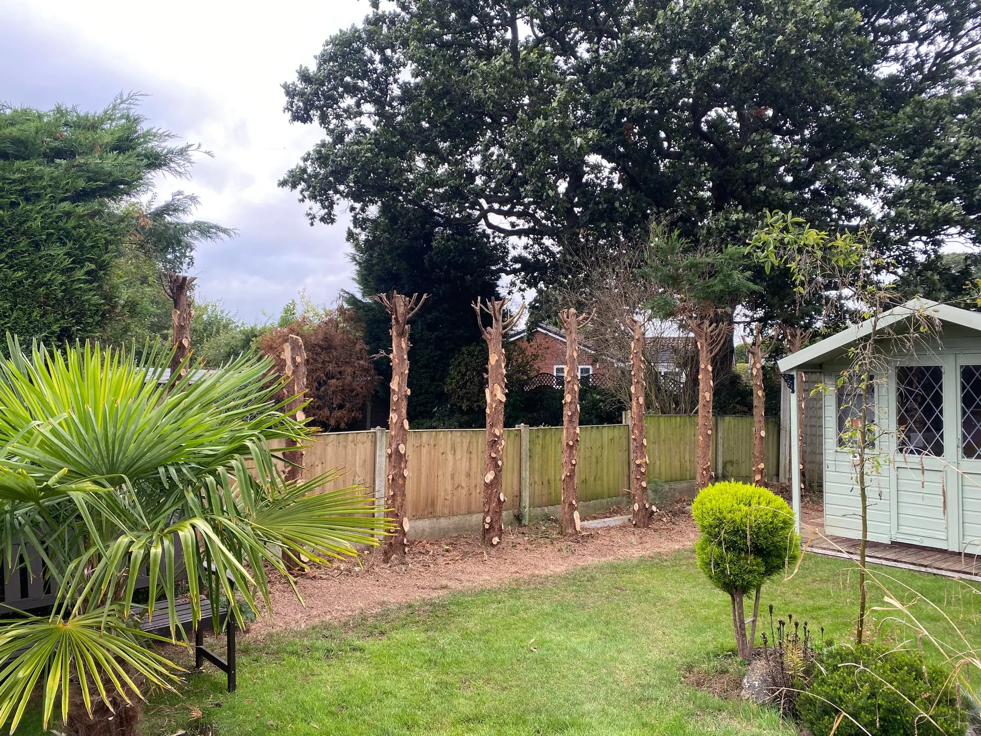 Garden boundary after a conifer hedge was reduced to its main stems