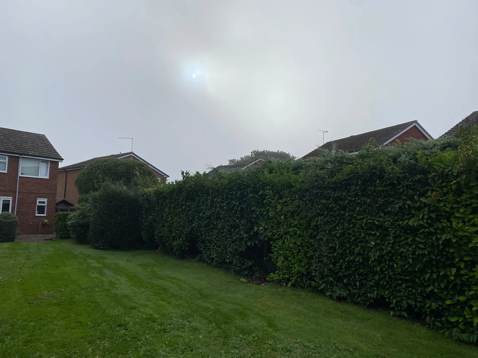 The broad, uneven Willaston boundary hedge before cutting