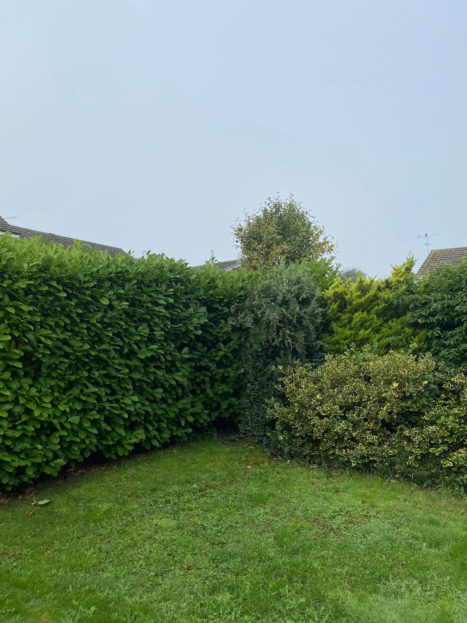 Dense hedge growth around the garden corner before cutting