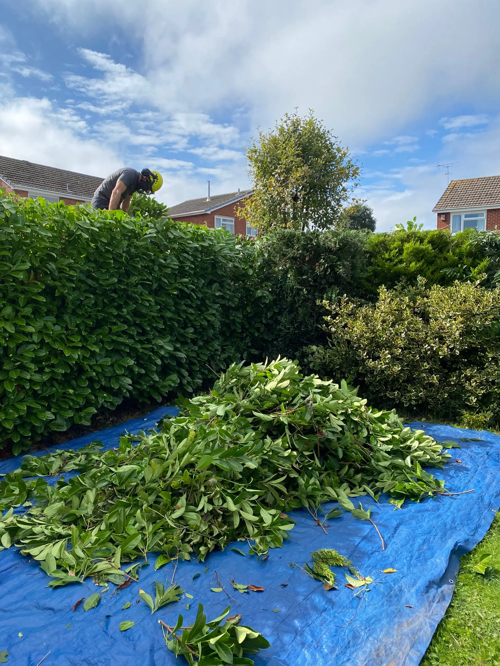 Hedge cutting in progress beside the garden boundary in Willaston