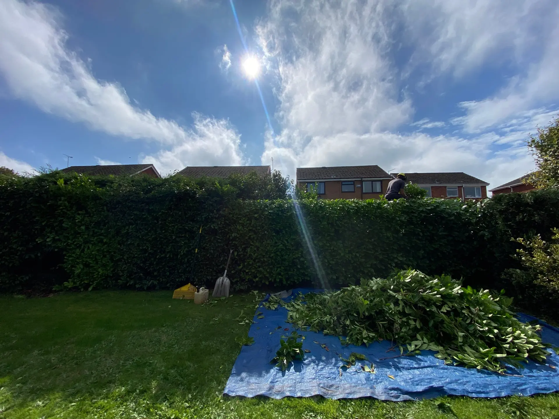 Cut branches being cleared while the Willaston hedge is reshaped
