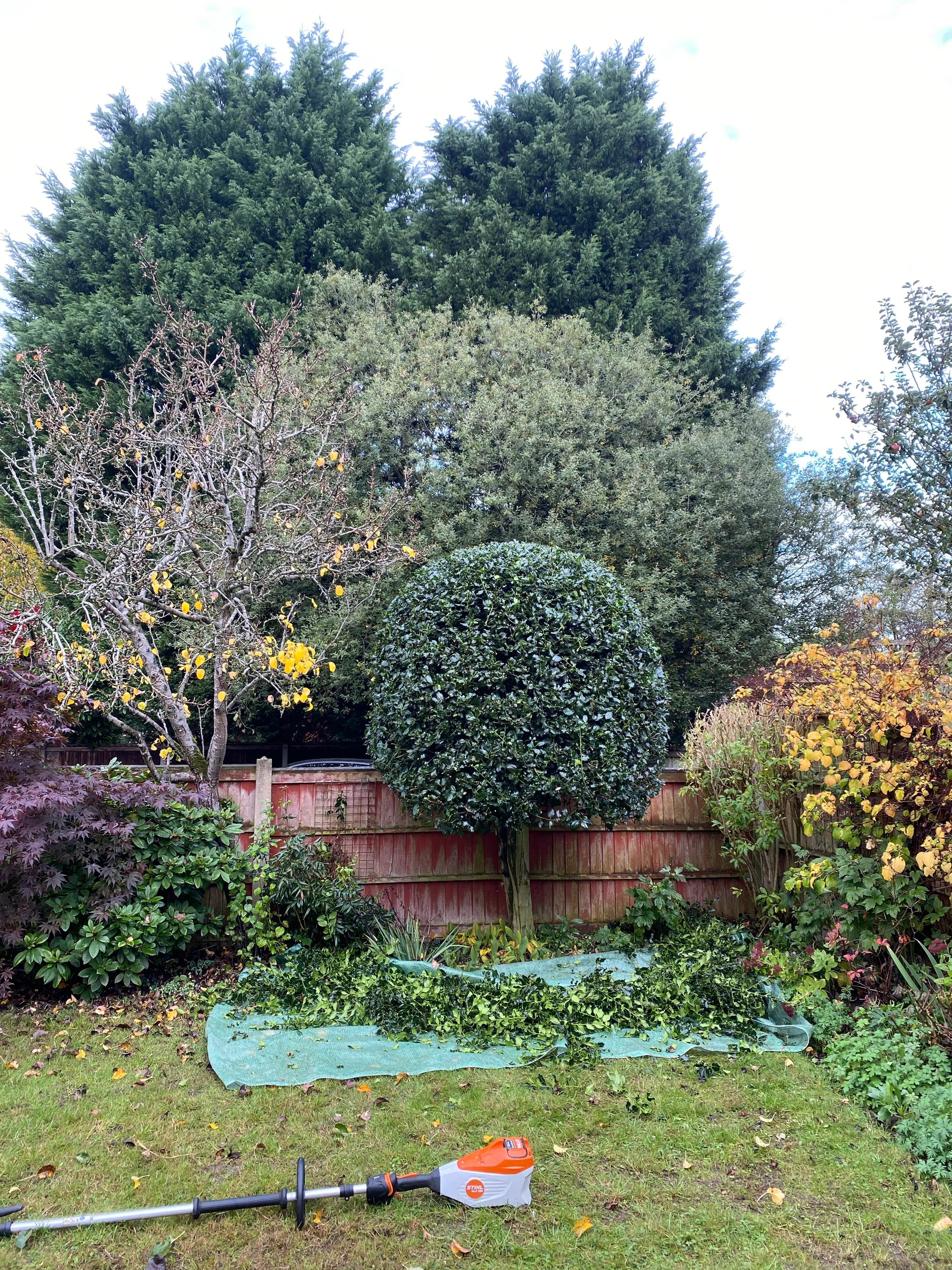 Rounded holly bush being shaped with cuttings collected on a sheet below