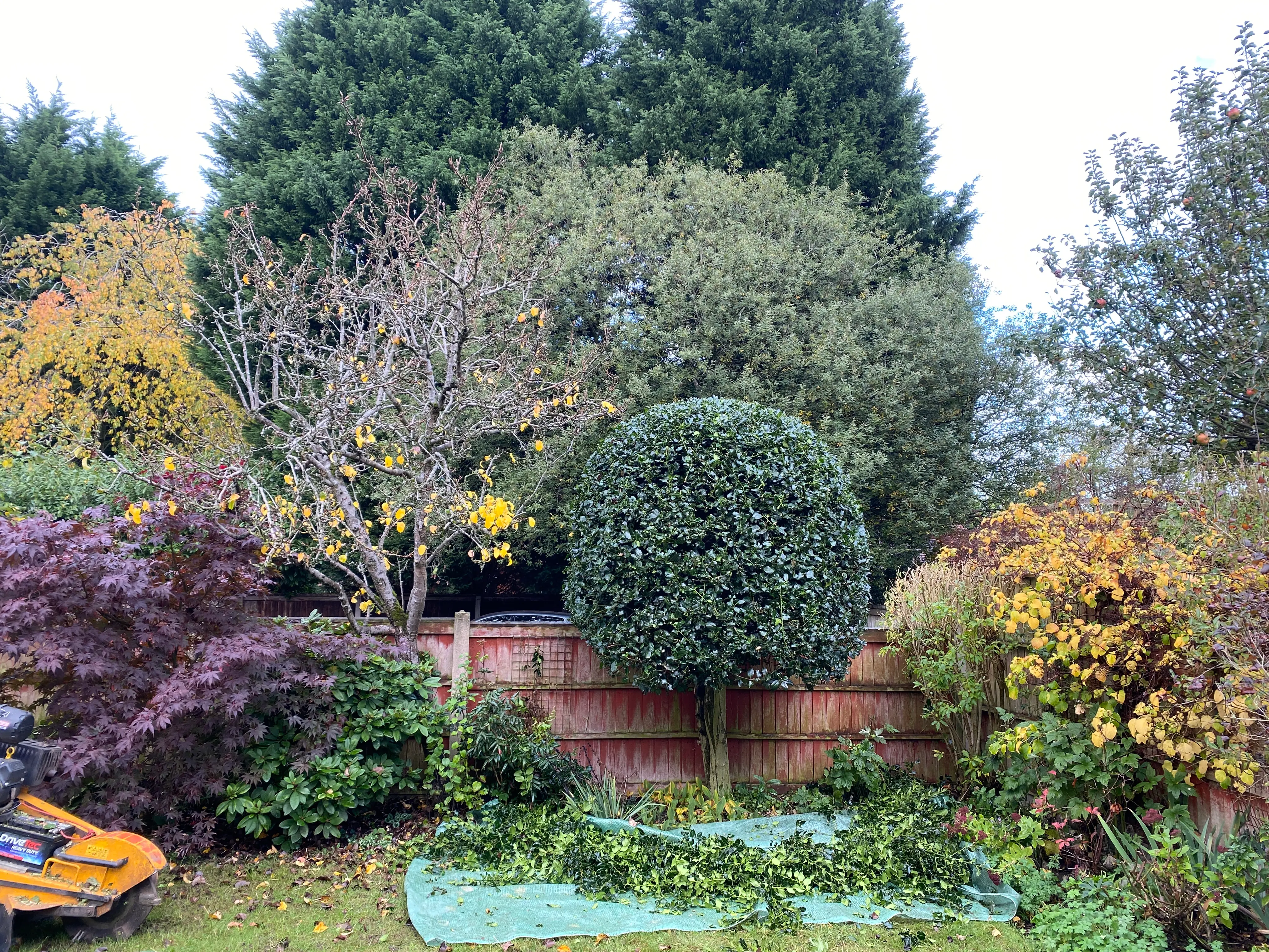 Stump grinder positioned in the garden while cut holly branches are collected
